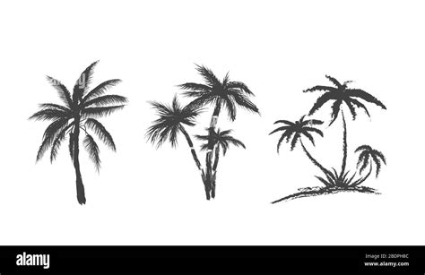 Set Of Palms Trees On Isolated On White Background Silhouettes Art
