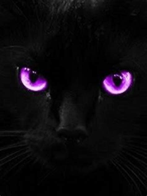 Pin By 👣 Christine 👣 On Eye See Black Cat Art Purple Cat Cute Black