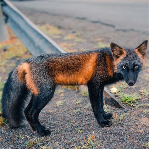 Stunning Cross Fox With Unique Black And Orange Coat Pet Fox Fox