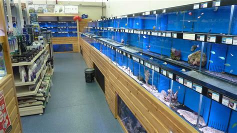 Braintree Maidenhead Aquatics Fish Store Review Tropical Fish Site