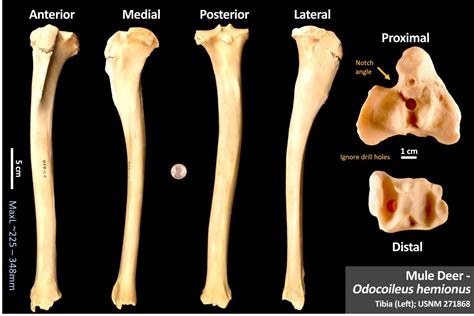 Mule Deer Tibia Osteoid Bone Identification