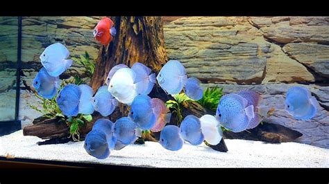 Amazing Discus Tank Set Up And Collection Thanks Lố Cá Cảnh Los Fish