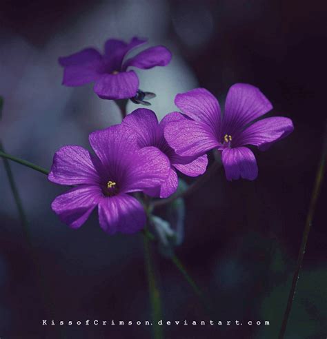 Purple Flowers Flowers Photo 21148781 Fanpop