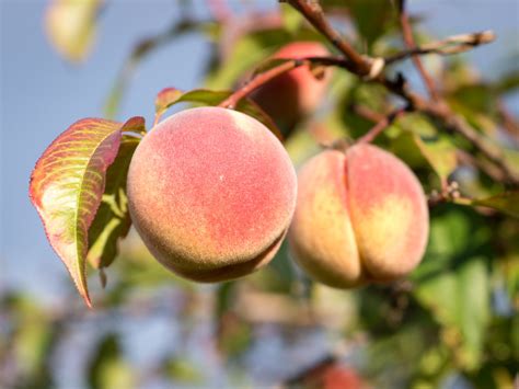 Peaches Apeach Flickr