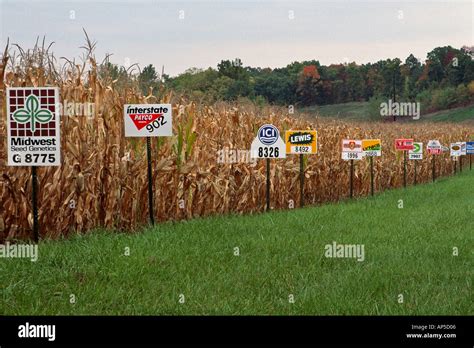 Test Cornfield With Corn Seed Brand Signs Identifying Different Seed
