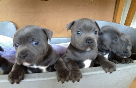 staffordshire bull terrier puppies for sale dallas tx 228963