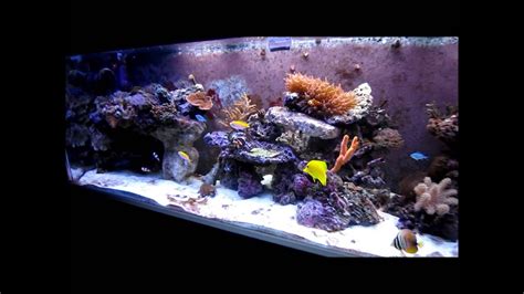 125 Gallon Saltwater Tank Update 5 New Aquascape Youtube