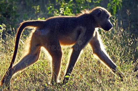 De orde van de primaten is ontstaan uit voorouders die leefden in de bomen van tropische bossen. Primaten van Tanzania stock foto. Afbeelding bestaande uit ...