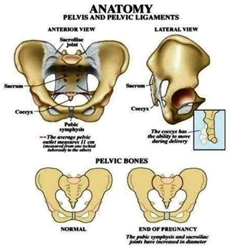 The pelvis plays several important functions in the human body. admin | Anatomy System - Human Body Anatomy diagram and ...
