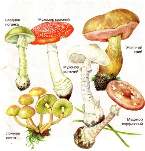 Грибы съедобные и ядовитые. Описания и виды грибов с фото.