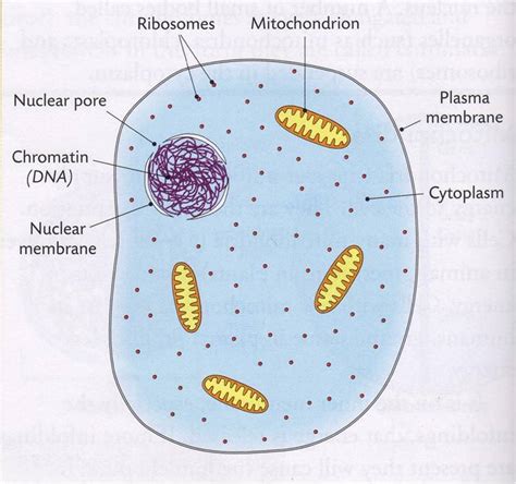Animal Care PLC: Introduction to Anatomy and Physiology