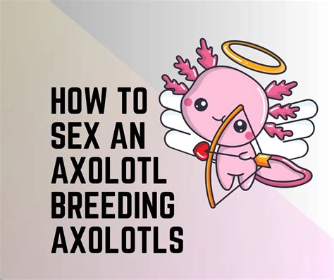 How To Sex An Axolotl Breeding Axolotls Amphibian Life