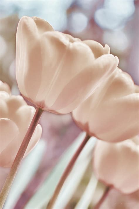 Pink Pastel Tulips In The Garden Photograph By Jennie Marie Schell Pixels