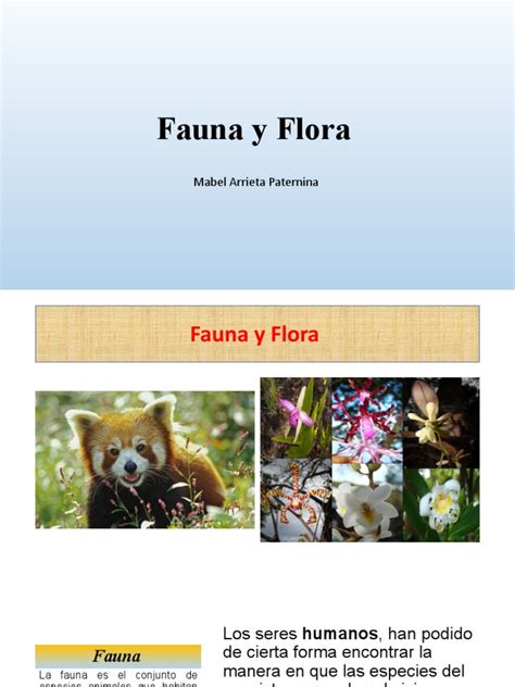 fauna y flora mabel arieta paternina diapositivas pdf fauna ecosistema