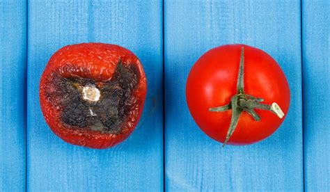7 Ways To Tell If A Tomato Is Bad Crate And Basket