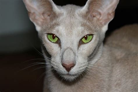 Osh Girl Oriental Shorthair Colour Fawn Picture By Tania