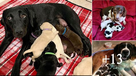 10 Pics Of Proud Dog Mommies With Their Little Puppies