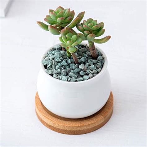 White Ceramic Succulent Plant Pots Jyukan 24 Inch Small Succulent