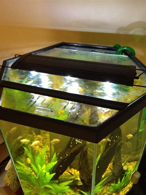 Freshwater fish are easier to maintain because they can adapt to changes in the aquarium'swater. My DIY glass hexagon aquarium hood | Diy glass, Diy aquarium, Aquarium hood