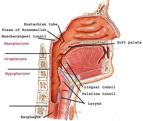 How Rotate Look Inside Explore Human It Esophagus Location In Human