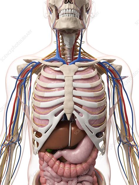 Like women, men have a complex system of sexual organs. Male anatomy, artwork - Stock Image - F007/7366 - Science Photo Library