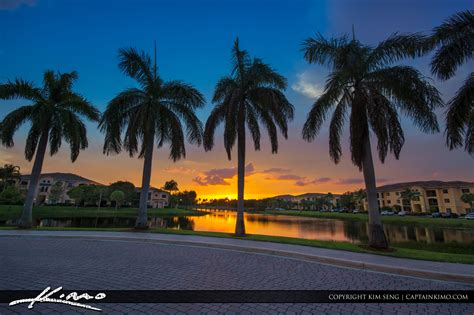 Royal Palm Tree Sunset Over Palm Beach Gardens