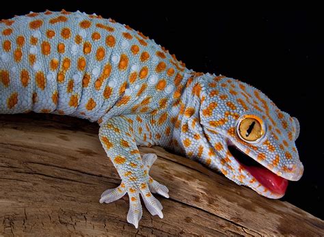 Gecko Der Scheue Und Faszinierende Kletterkünstler Im Porträt