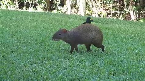 Central American Agouti Youtube