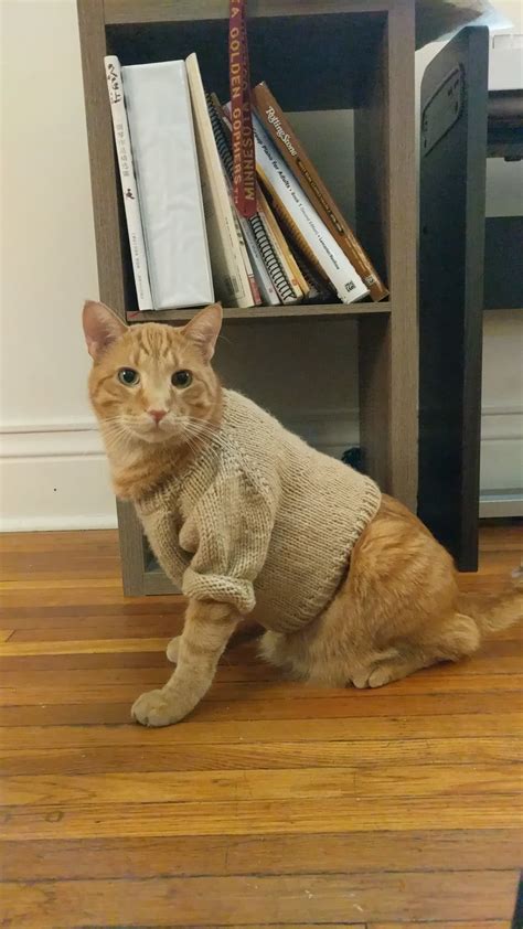 I Saw A Post Here Of A Cat Wearing Clothes Made For A Baby And Thought