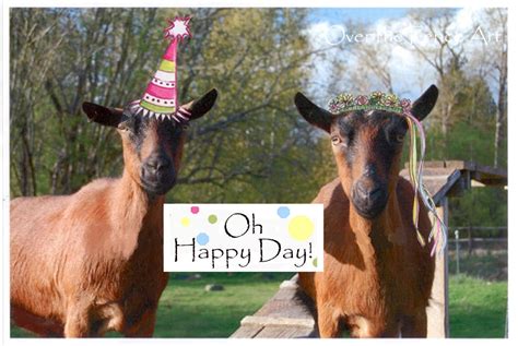 Funny Goats In Hats Celebrate With You A Photo Greeting Card Etsy