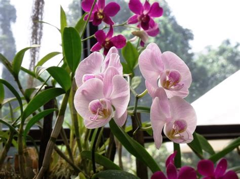 Philipveerasingam Orchid House Peradeniya Gardens Sri Lanka