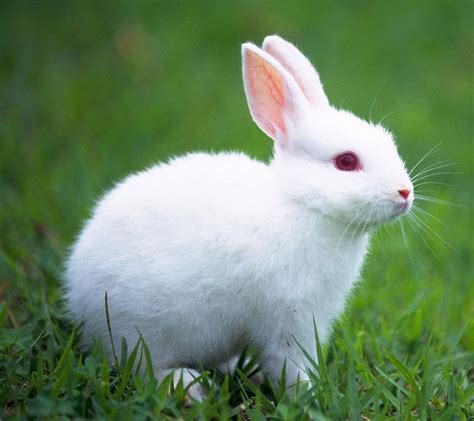 Cute Little White Rabbit Galaxy S4 Wallpapers Peluche Di Animali