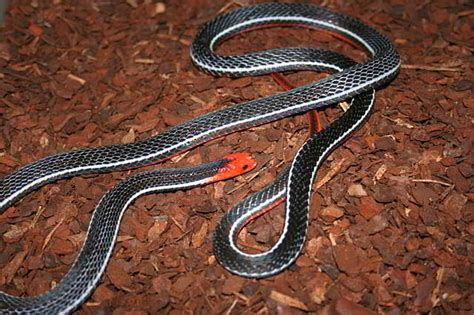 Korallenotter f (genitive korallenotter, plural korallenottern). Schlangen Thailands - Calliophis (Korallenottern ...