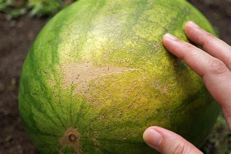 How To Tell Your Watermelon Is Ripe 8 Ways