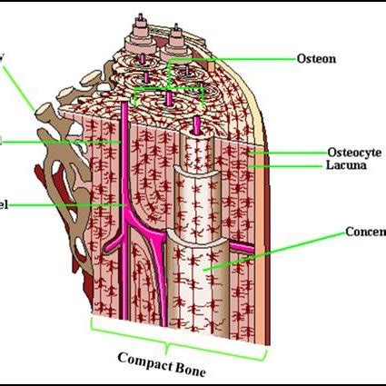 The following compact bone diagrams explain its structure along with the structure of spongy bones. Drawing illustrates the labelled structures of compact and ...