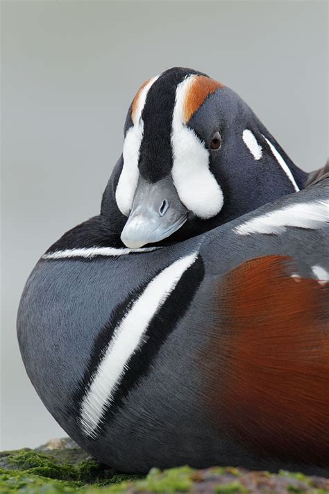 Harlequin Duck Waterfowl Taxidermy Beautiful Birds Duck Pictures