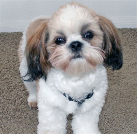 Shih Tzu Dog Breeders Profiles And Pictures Dog Breeders