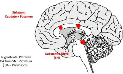 Nigrostriatal Dopamine Pathway Download Scientific Diagram