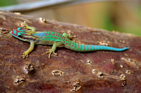 Pet Lizards Day Gecko Reptiles