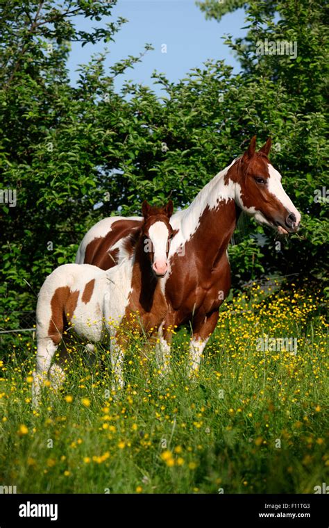 American Paint Horse Mare Foal Standing Flowering Meadow Austria Stock