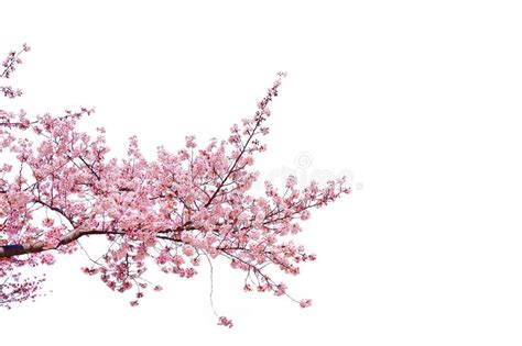 Isolated Pink Cherry Blossom Tree On White Background Stock Photo