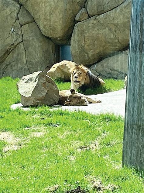 Roosevelt Park Zoo Celebrates Animal Holidays News Sports Jobs