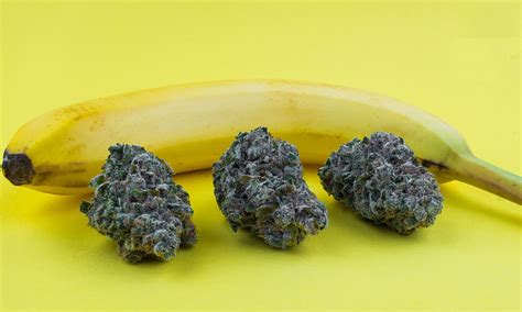 These Are The Top 5 Strongest Strains Of Cannabis By Higrade Medium