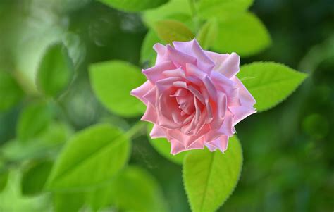 Fond Décran La Nature Vert Rose Fleur Feuille Flore Pétale