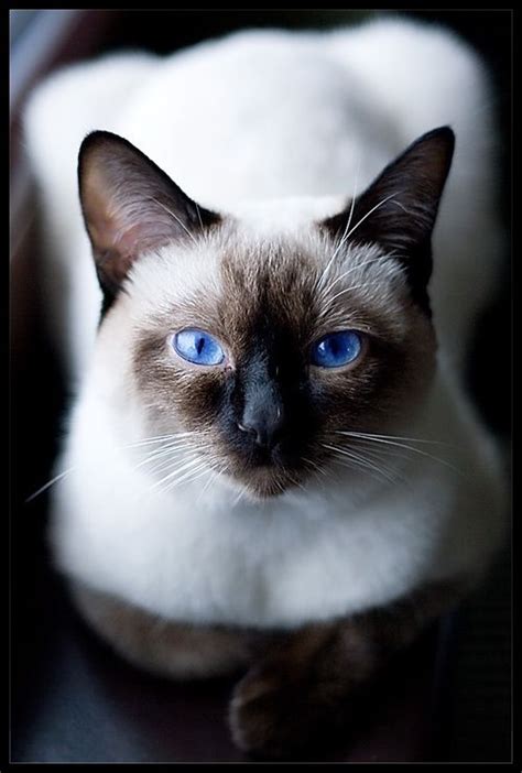 51 Best Images About Cute Siamese Kittens On Pinterest Cats Siamese