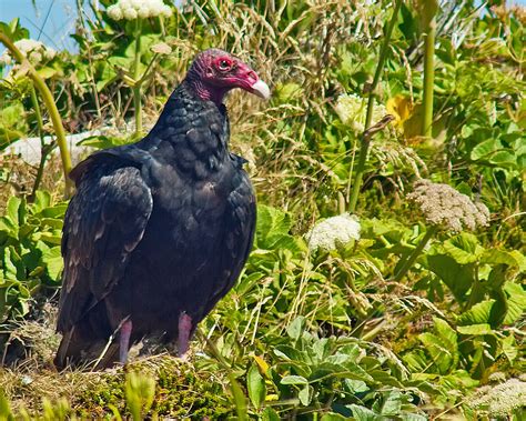 Turkey Vulture Shutterbug