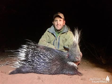 South Africa Hunting African Porcupine