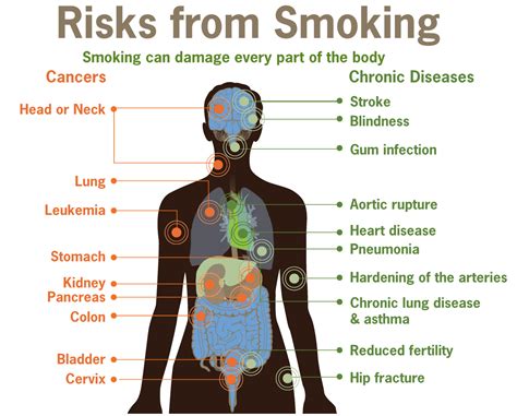Effects Of Smoking On The Body Serp