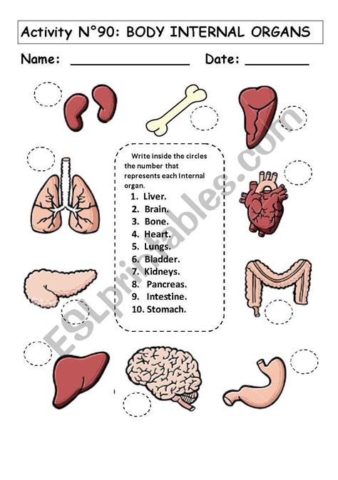 The Human Body Internal Organs Worksheet Free Human Body Organs