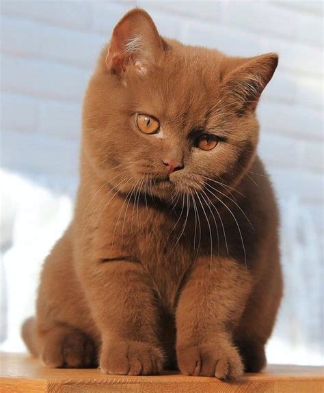 Brown Cat Aesthetic